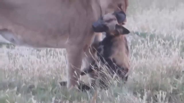 Woww! Jaguar Hunting Crocodile Caiman | Big Cat King Lion vs Wild Dogs Real Fight - Animal Attacks смотреть онлайн