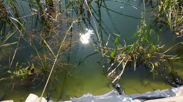 Бюджетный пруд своими руками. Бюджетно - не значит плохо. смотреть онлайн