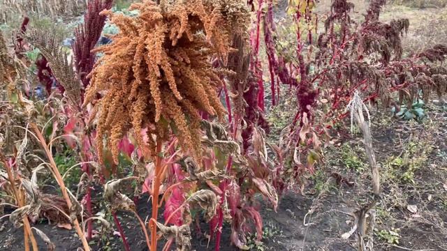 Амарант Оранжевый Гигант. Amarant Orange Giant смотреть онлайн