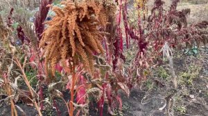 Амарант Оранжевый Гигант. Amarant Orange Giant