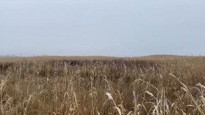 Охота на шакала с собаками