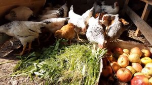 Адлер Серебристый