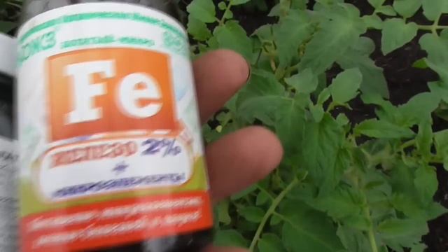 Почему томаты в теплице крутят листья? Чем я опрыскиваю томаты в теплице для профилактики?
