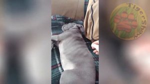 РЖУ ВЕСЬ ДЕНЬ / СМЕШНЫЕ ЖИВОТНЫЕ КОТЫ СОБАКИ ЕНОТЫ FUNNY ANIMALS COMPILATION #8