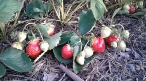 Клубника. Сорт Флер (Flair). Верхозин Юрий