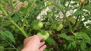 6 соток Tv Помидоры на улице и в теплице..mp4