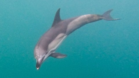 Серьезно болен? Молодой дельфин выбросился на берег в Крыму