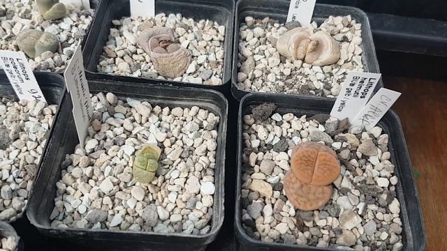 Субстрат для литопсов.Как правильно поливать литопсы?Lithops. смотреть онлайн