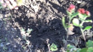 Хризантема.Посадка Хризантем Осенью.