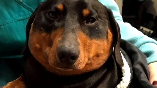 Таксу раздувало как шар! Ветеринары не знали, что делать! Но произошло Невероятное смотреть онлайн