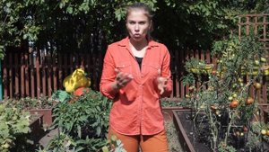 Работы на огороде в сентябре ?Что нужно обязательно сделать на огороде осенью