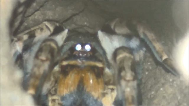 Паук тарантул у нас во дворе. Жуткое зрелище. #паук #тарантул смотреть онлайн