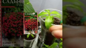 Мои укоренённые черенки🌱🌱🌱 и сеянцы на 23.01.2021