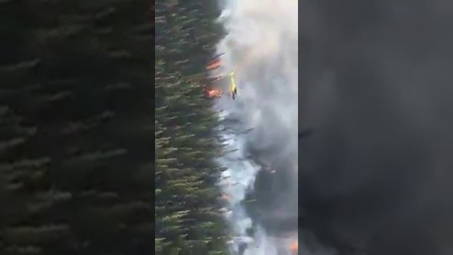 Случайно загорелась тайга смотреть онлайн