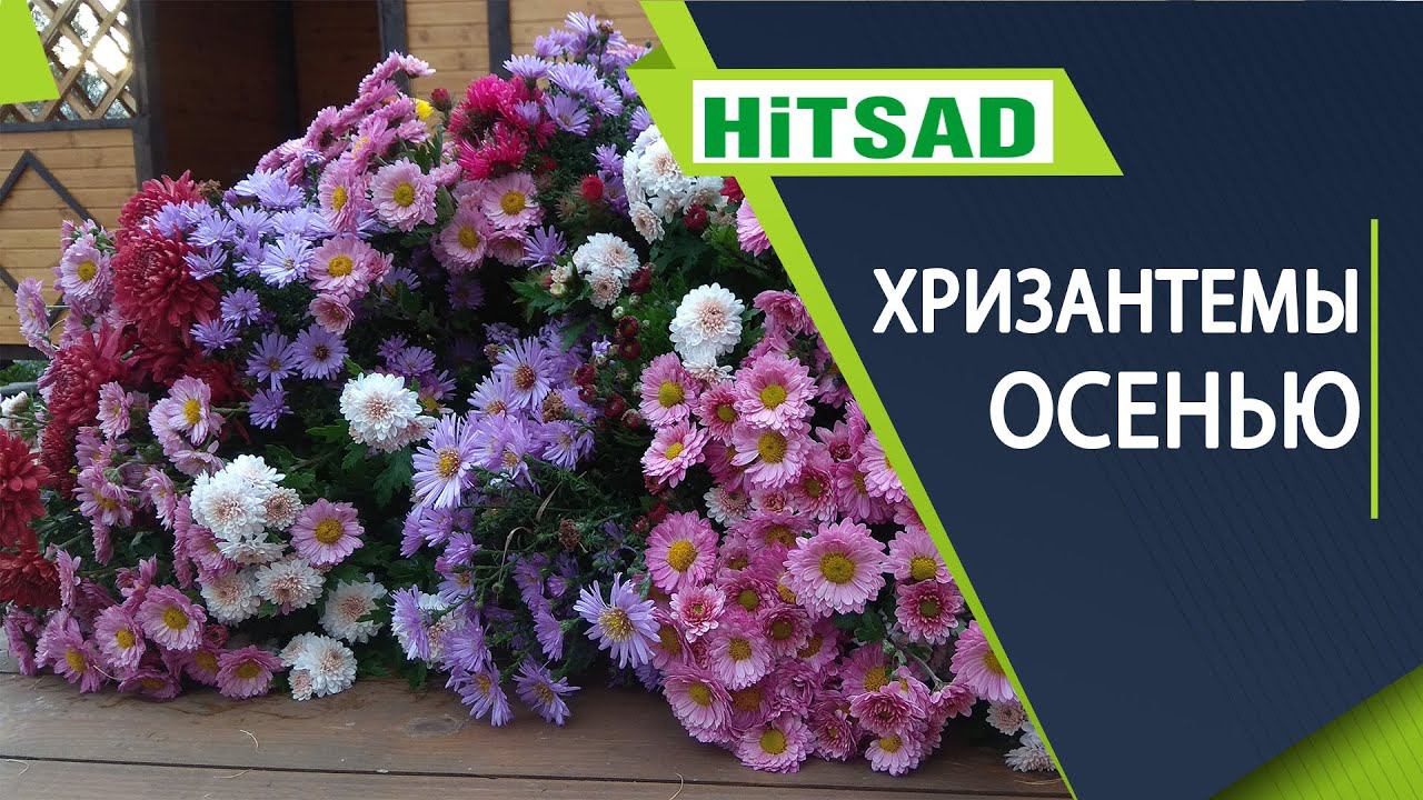 Как ускорить цветение хризантем осенью. Подкормка хризантем. чем удобрять хризантемы.