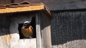 Горихвостка обыкновенная ( садовая, горихвостка-лысушка) (Phoenicurus phoenicurus)