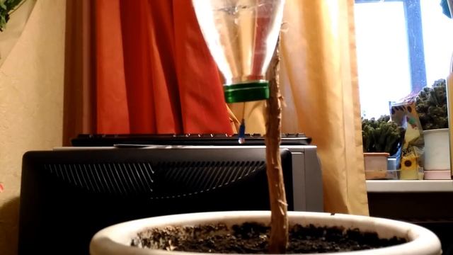 Капельный полив для комнатных растений своими руками. Tropfbewässerung für Zimmerpflanzen mit Ihren смотреть онлайн