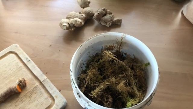 Выращиваем имбирь и куркуму? Легко каждому!