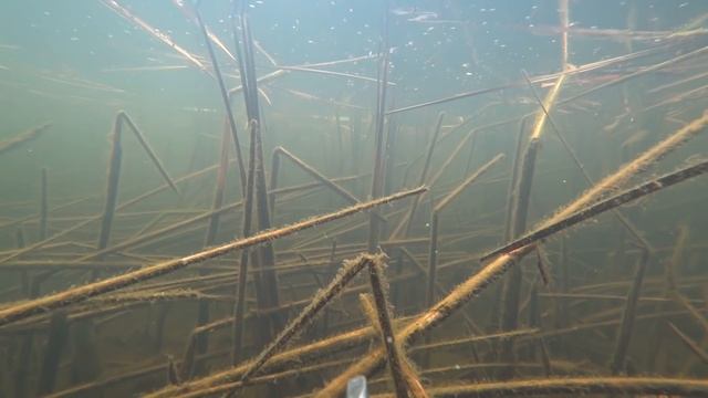 Подводная охота "СЮРПРИЗЫ САРАТОВА". Волга ,Осень, Октябрь 2019-2020. Щука, Судак ,Карась, Раки. смотреть онлайн