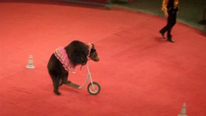 Медведи. Цирк. Умный мишка в цирке. Bears. Circus. Clever bear in circus.