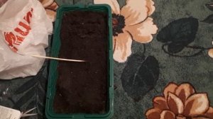 Посадка и стратификация семян земляники ( клубники ). Гигантелла, Зефир, Женева.