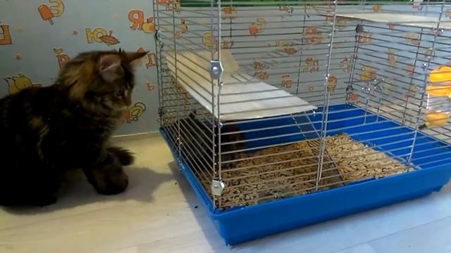 Как Мей Кун играет с шиншиллами смотреть онлайн