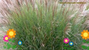 Мискантус китайский Граcилимус. Краткий обзор, описание характеристик miscanthus sinensis Gracilimu