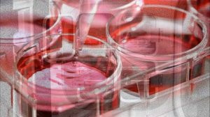 Как создается искусственное мясо?