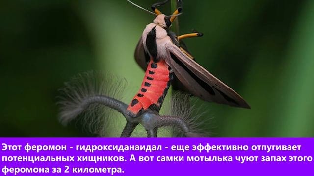 5 странных животных, которые похожи на инопланетян