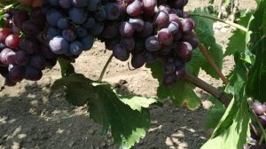 Подарок Несветая и Зоря Несветая,что лучше?