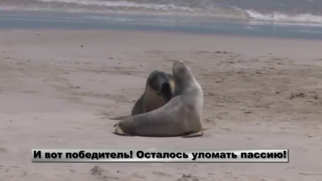 морские львы (Австралия) смотреть онлайн