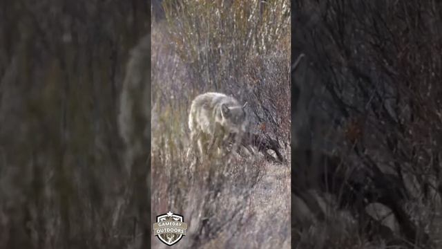 Wolf feeding on an Elk carcass in Yellowstone National Park. Video and photo taken by Morgan Smith.