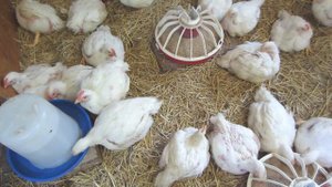 Бройлеры КОББ 500.  Возраст 1 месяц. Нужны ли антибиотики? Чем кормлю, как содержу...