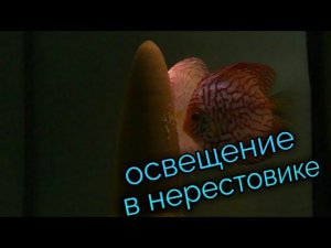 Освещение в нерестовиках.