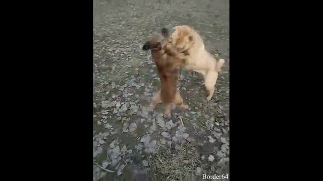 Бордер терьер и Шарпей.