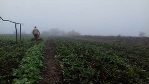 Измельчение горчицы мотоблоком