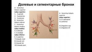 Сегменты легких. Лекция для студентов