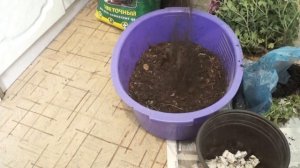 Выращивание хризантем на продажу(бизнес идея)