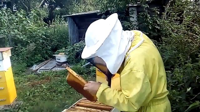 Народный улей Варрэ. Сборка гнезда к зимовке. Оценка кормовых запасов Подкормка смотреть онлайн