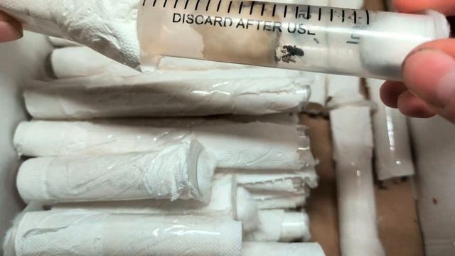 Вывод муравьёв из зимовки. #МуравьиЯрославль смотреть онлайн