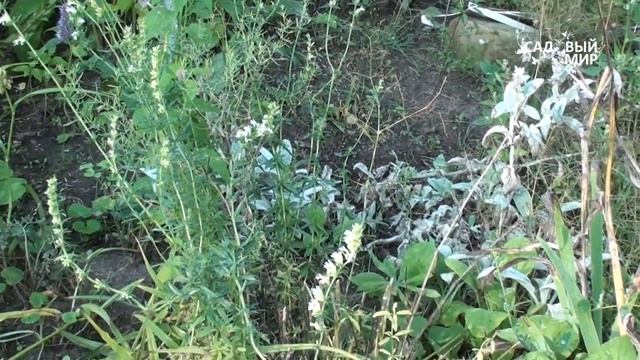 Лекарственные растения. Сайт "Садовый мир" смотреть онлайн