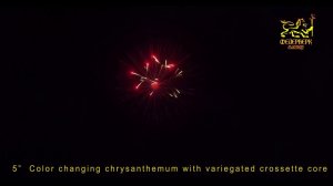 5”  Color changing chrysanthemum with variegated crossette core