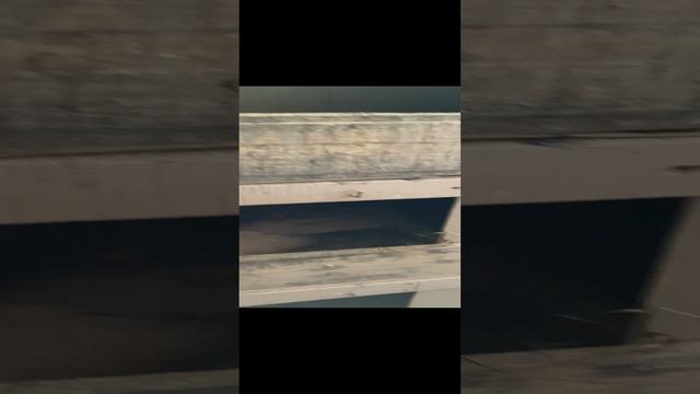 Наши голуби 🕊️. Часть 1