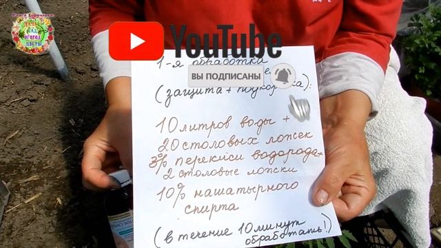 Что делать, чтобы рассада томатов не вытягивалась при поздней посадке в грунт? Способы сдерживания смотреть онлайн