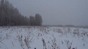 Тетерев из-под ног!!! Охота на тетерева на лунках 2021. Black grouse hunting.