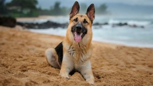 ПОРОДЫ СОБАК: НЕМЕЦКАЯ ОВЧАРКА