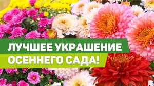 Хризантемы - корейские, индийские и мультифлора. Рекомендации по уходу от опытного цветовода