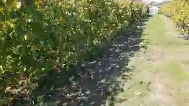 Моя 10-ка сортов винограда. Осенняя школка саженцев год спустя. смотреть онлайн