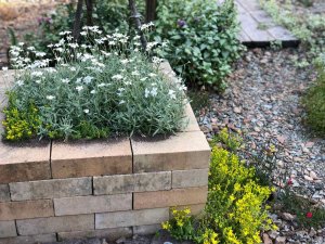 МОЙ САД 2020? (720p).mp4