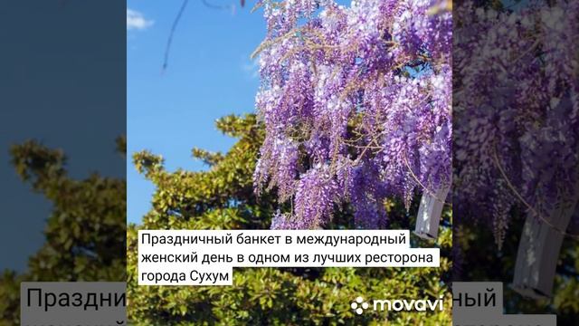 Абхазия /туры / 8 марта/ Глицинии / отдых/ женский день / экскурсии